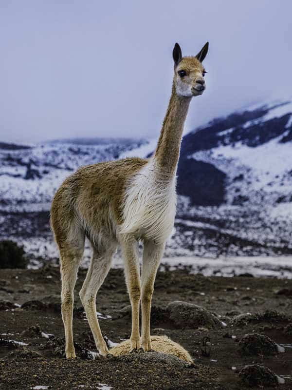 Wild vicuña standing in snowy mountain landscape