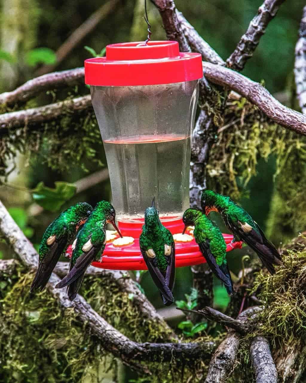 Hummingbirds feeding at a red nectar feeder