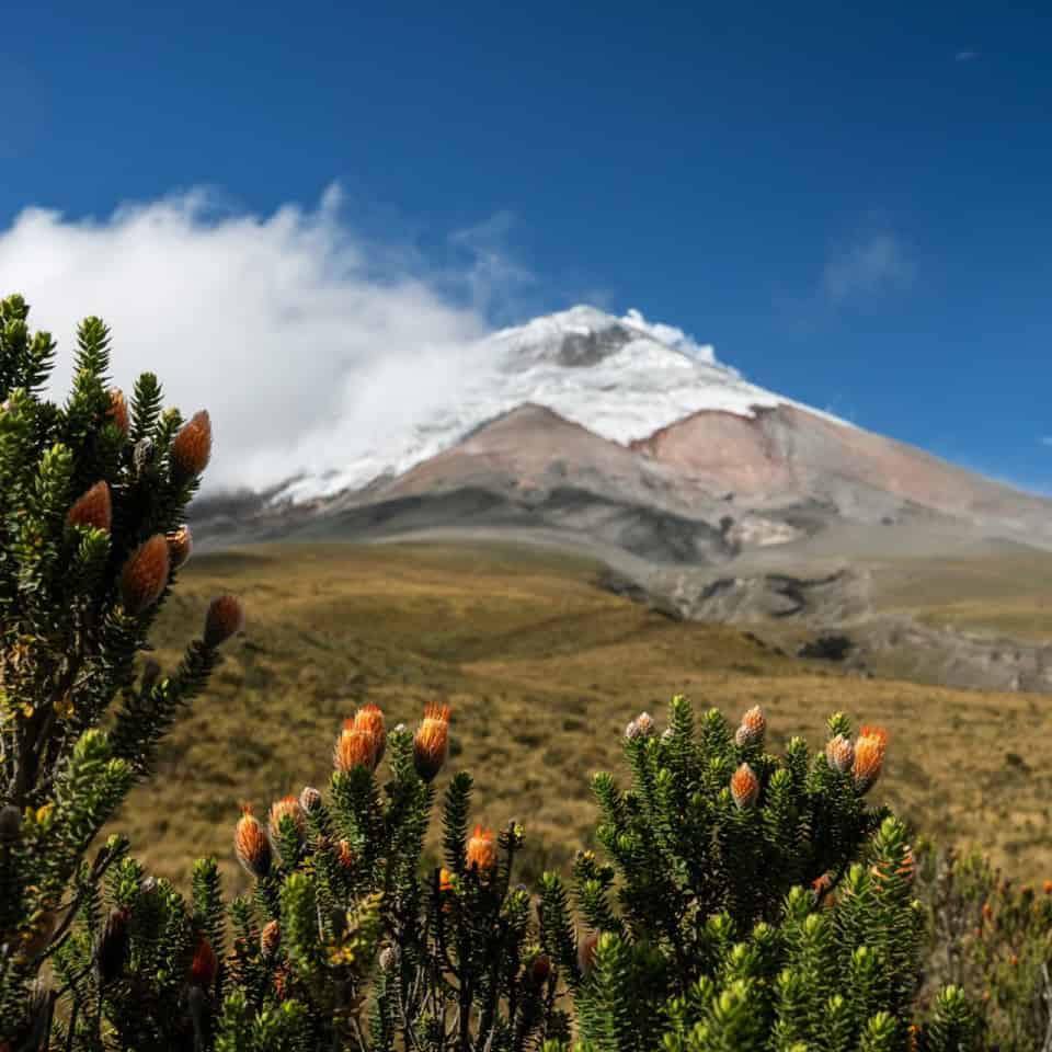 Snowy mountain with flowers under blue sky