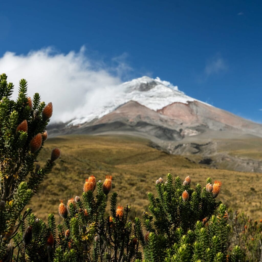 Snow-capped mountain with plants in foreground